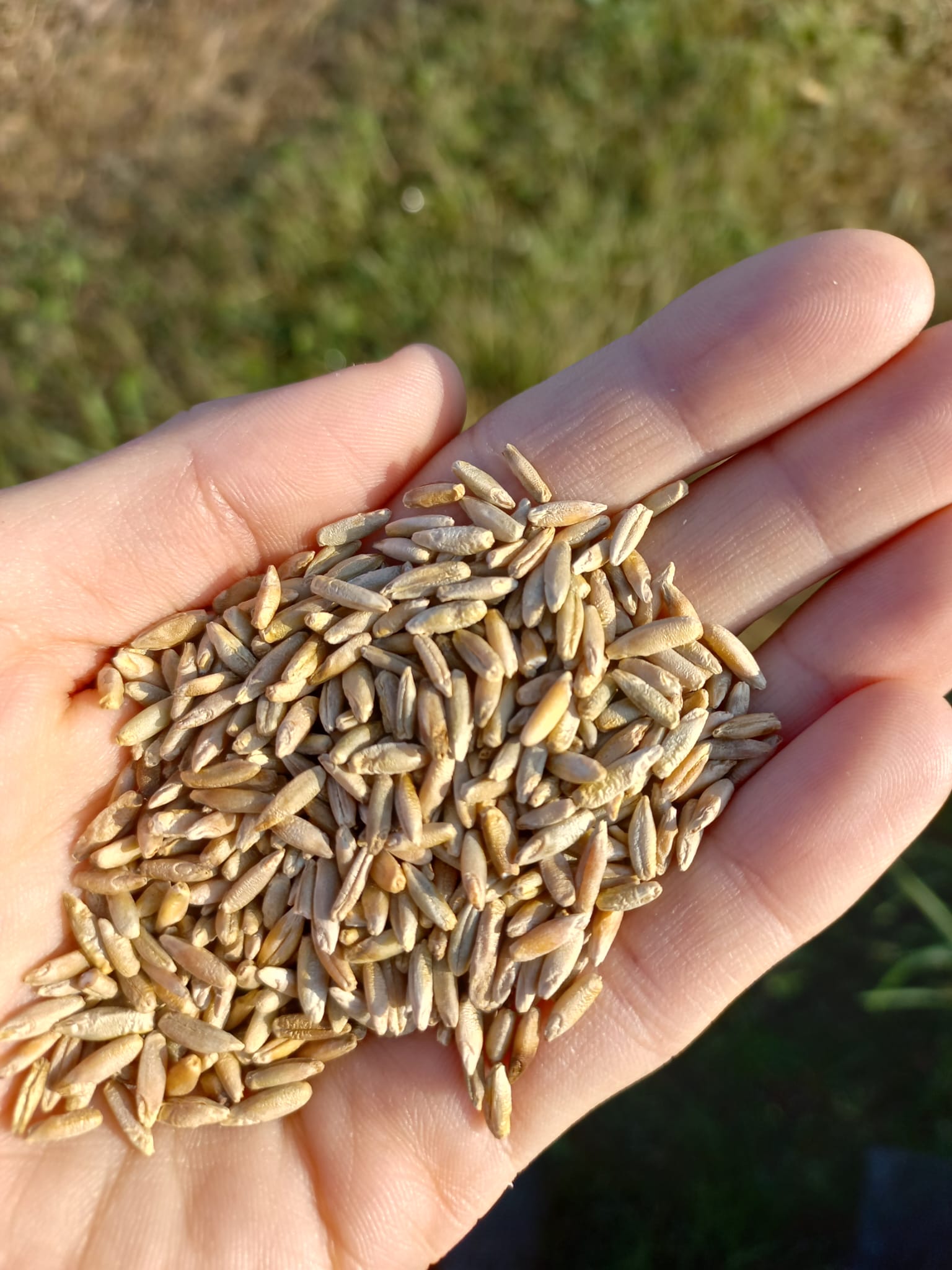 3 OTTOBRE 2023, ORE 8.30 – LIVING LAB PODERE FIORENTINA SEMINA SU SODO COVER CROP 2023